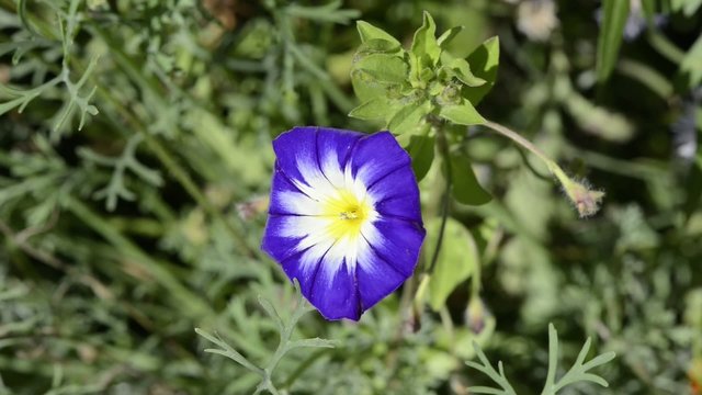 Hummel auf blauer Sommerblume