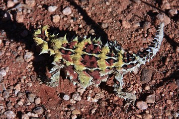 Thorny devil, Australia