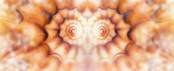 Marine sea shell illustration orange color paintings, mandale ef