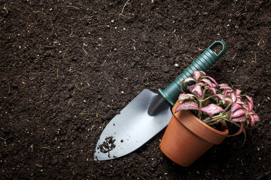 Planting Flowers In Flower Soil, With Garden Tools