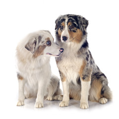 australian shepherds