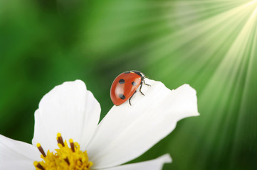 Ladybug