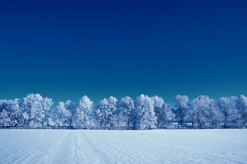 Frosted trees
