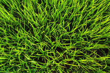 green grass texture background