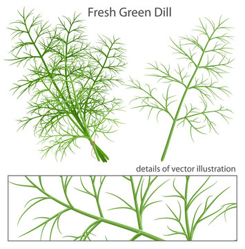 Fresh and green dill.