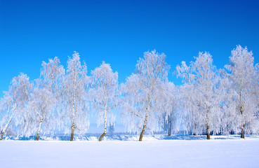 Frosted trees