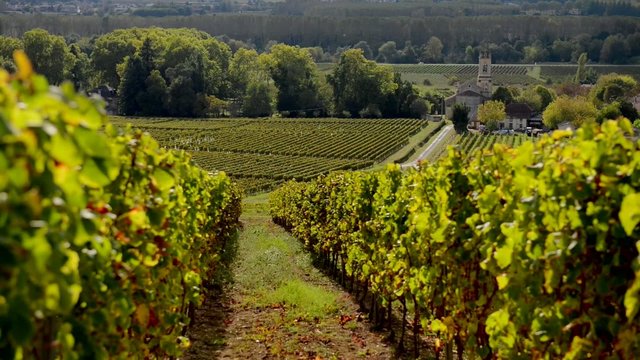 Bordeaux vineyard in autumn