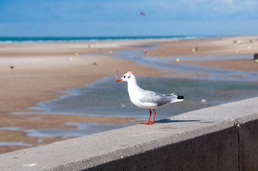 Black-headed gull
