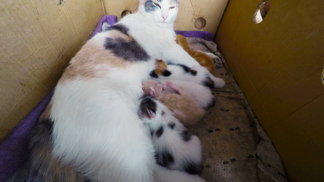 Cat Breast Feeding Kittens,  Newborn kittens with a cat in a bas