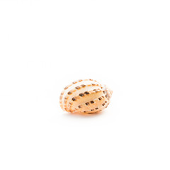 Common Harp Shell isolated