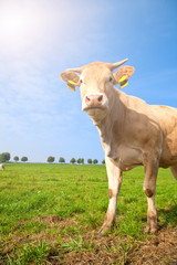 Fototapeta na wymiar Kühe auf der wiese 