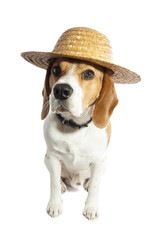 Summer beagle