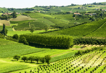 Summer landscape in Langhe (Italy)
