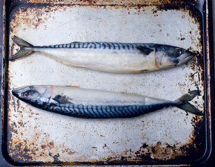 crude mackerel