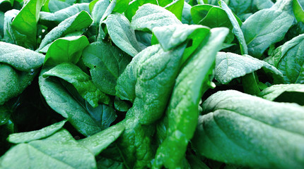 Green spinach in growth at vegetable garden 