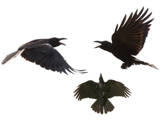 Obraz na płótnie Canvas black birds crow flying mid air show detail in under wing feathe