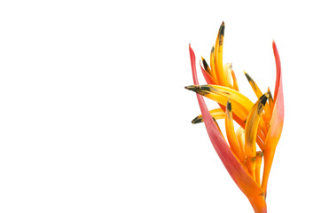 Tropical heliconia flower (Heliconia stricta)