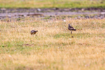 Bar-tailed godwit,