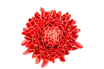 Torch ginger