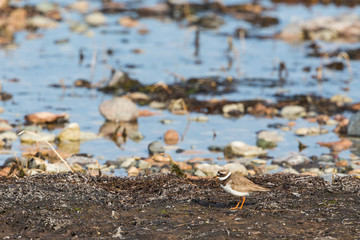 Little ringed plover