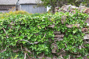 Fototapeta na wymiar Common Ivy