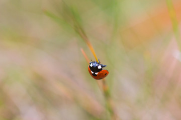 Ladybug on a straw
