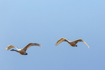 Mute swan flying
