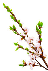 cherry twig in bloom