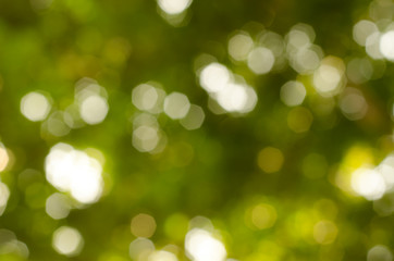 Obraz premium Streszczenie rozmycie natury