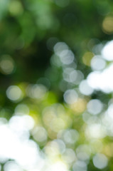 Abstract nature blur