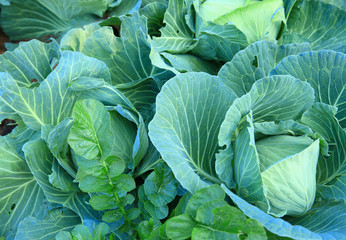 green cabbage in growth at garden