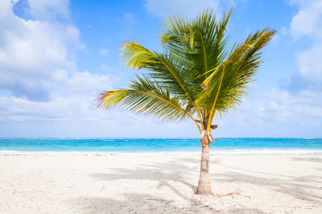 Obraz na płótnie Canvas Palm tree on sandy beach. Coast of Atlantic ocean