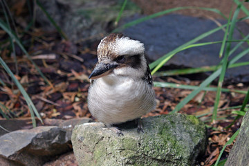 Kookaburra