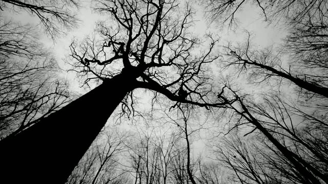 Forest and tree-Black and White