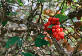 shrub with red berries
