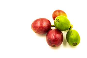 Fresh ripe red coffee beans on a white background.