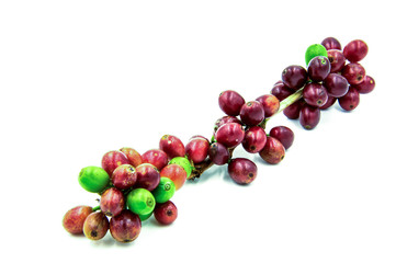 Fresh ripe red coffee beans on a white background.