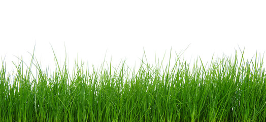 Fototapeta premium Green grass on white background