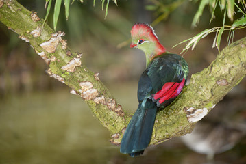 Fischer's Turaco, Tauraco fischeri