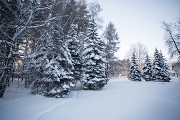 Beautiful winter forest
