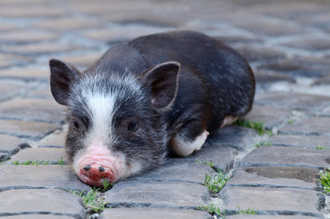 Portrait of little funny black vietnam piglet lying on ground - 78328705