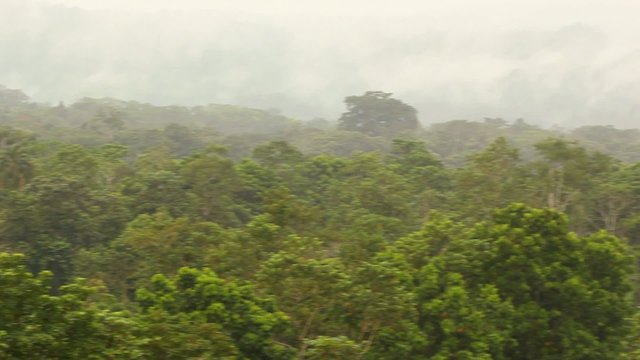 View over lowland tropical rainforest, Ecuador