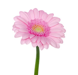 Pink gerbera