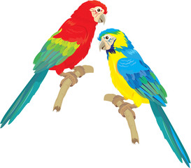Fototapeta na wymiar Blue Yellow and Red Blue Macaw parrots isolated on white backgro