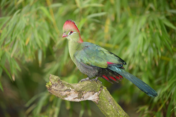 Fischer's Turaco, Tauraco fischeri