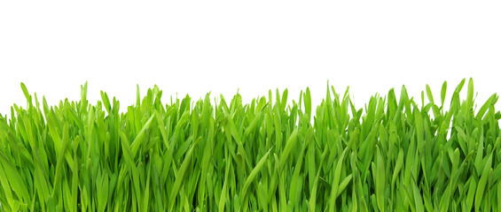 Green grass on white background
