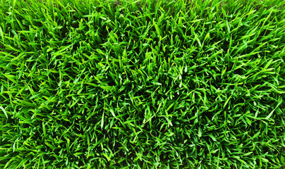 grass background