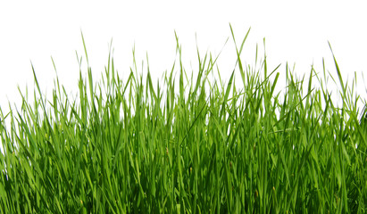 Green grass on white background