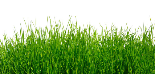 Green grass on white background