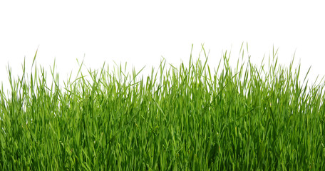Green grass on white background